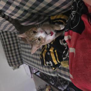 Image of Maggie, Lost Cat