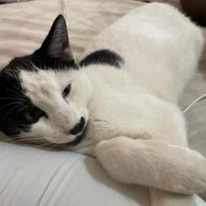 Lost Cat Yuno