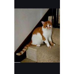 Image of Mr. Meow Meow, Lost Cat