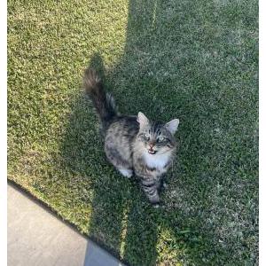 Lost Cat louie