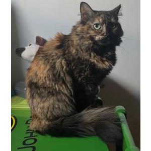 Lost Cat Carla