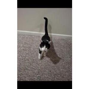 Image of CatBoy, Lost Cat