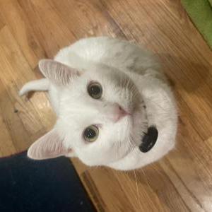 Image of Angel, Lost Cat