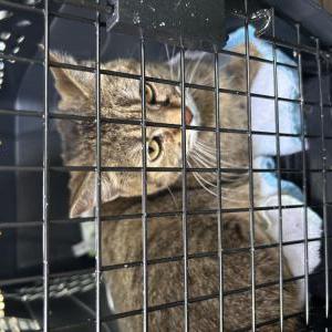Found Cat Unknown