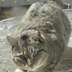 Found Cat Unknown