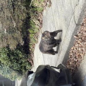 Found Cat Unknown