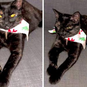 Lost Cat kitty
