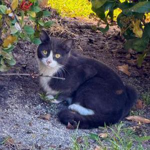 Image of Unknown, Lost Cat