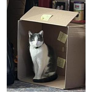 Image of Indigo, Lost Cat