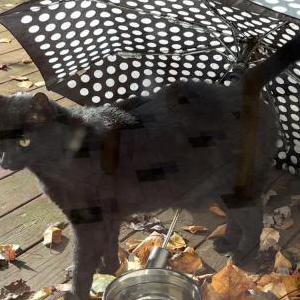 Lost Cat Blackie