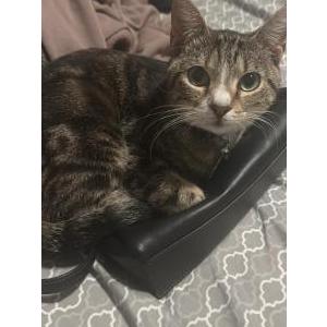 Lost Cat maxus
