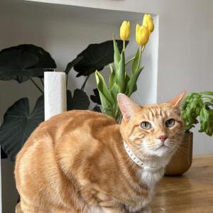 Image of Georgie, Lost Cat
