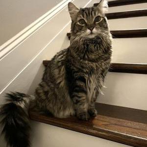 Lost Cat May