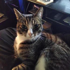 Lost Cat Nemo