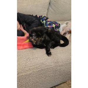 Image of Tessa, Lost Cat