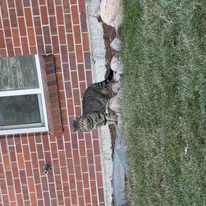 Lost Cat Felino