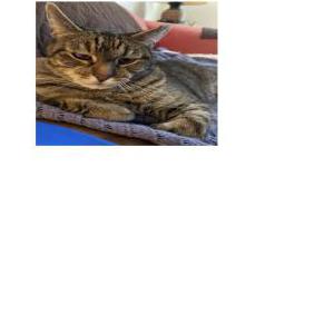 Image of Stripey, Lost Cat