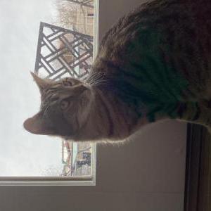 Lost Cat Rolo