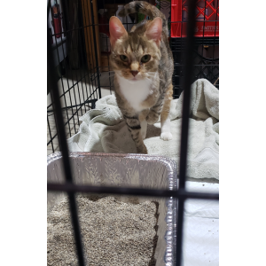 Image of Unknown, Found Cat