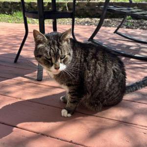 Image of Unknown, Found Cat