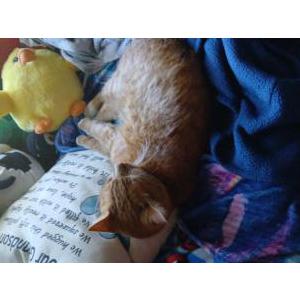 Image of Truble, Lost Cat