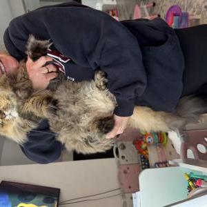 Lost Cat Alfie
