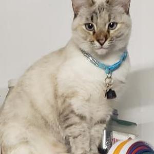 Image of Mya, Lost Cat
