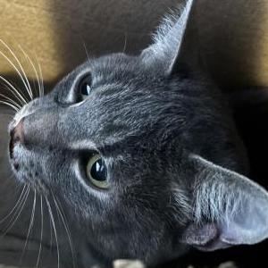 Found Cat Unknown