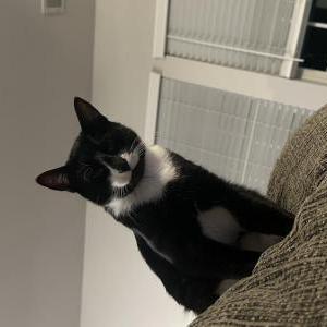 Image of Vader, Lost Cat