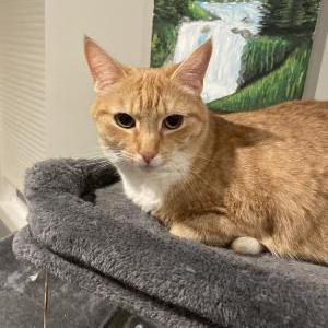 Image of Fanta, Lost Cat