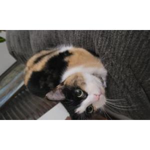 Image of Cali, Lost Cat