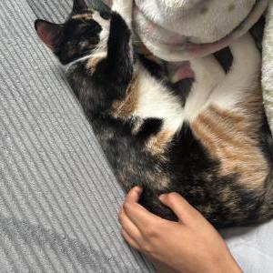 Image of Nala, Lost Cat