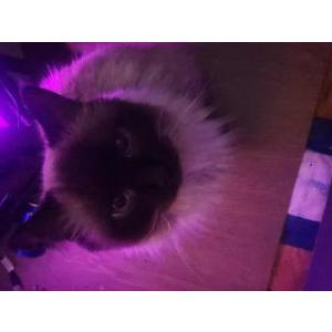 Lost Cat Nella