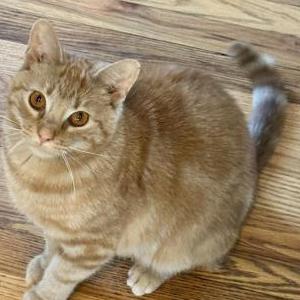 Image of Bunker, Lost Cat