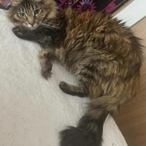 Lost Cat Powder