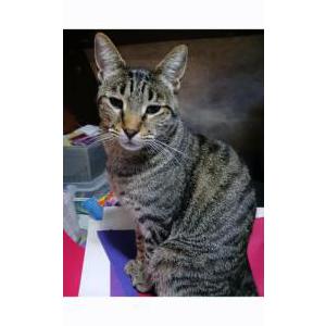 Lost Cat Donald