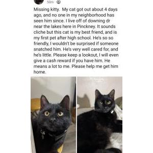 Lost Cat Fish