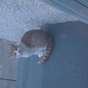Found Cat Unknown