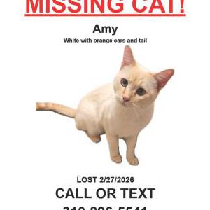 Lost Cat Amy