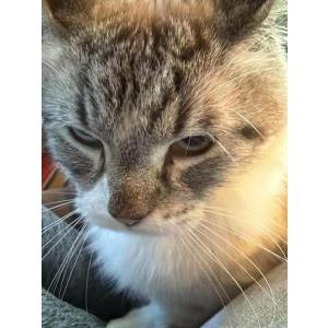 Image of Smokey, Lost Cat