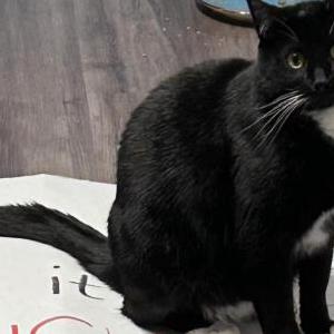 Image of Jekyll, Lost Cat