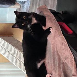 2nd Image of Jekyll, Lost Cat