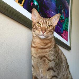 Image of Sung Jin, Lost Cat