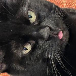 Image of Gypsy, Lost Cat