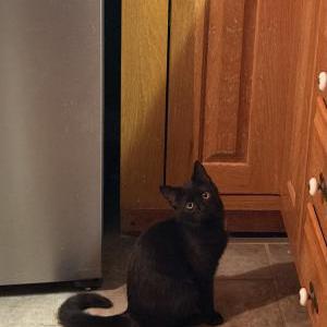 Image of Luna, Lost Cat