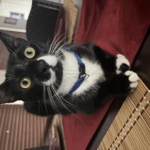 Lost Cat M&M