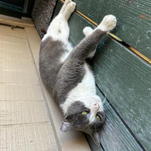 Lost Cat Tomasito