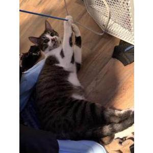 Lost Cat Bart