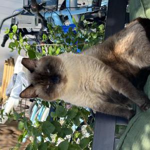 Image of Scar, Lost Cat