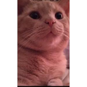 Lost Cat Twelve